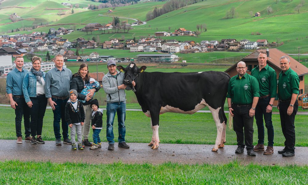 Holstein Holstein